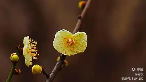 冬天里盛开的梅花