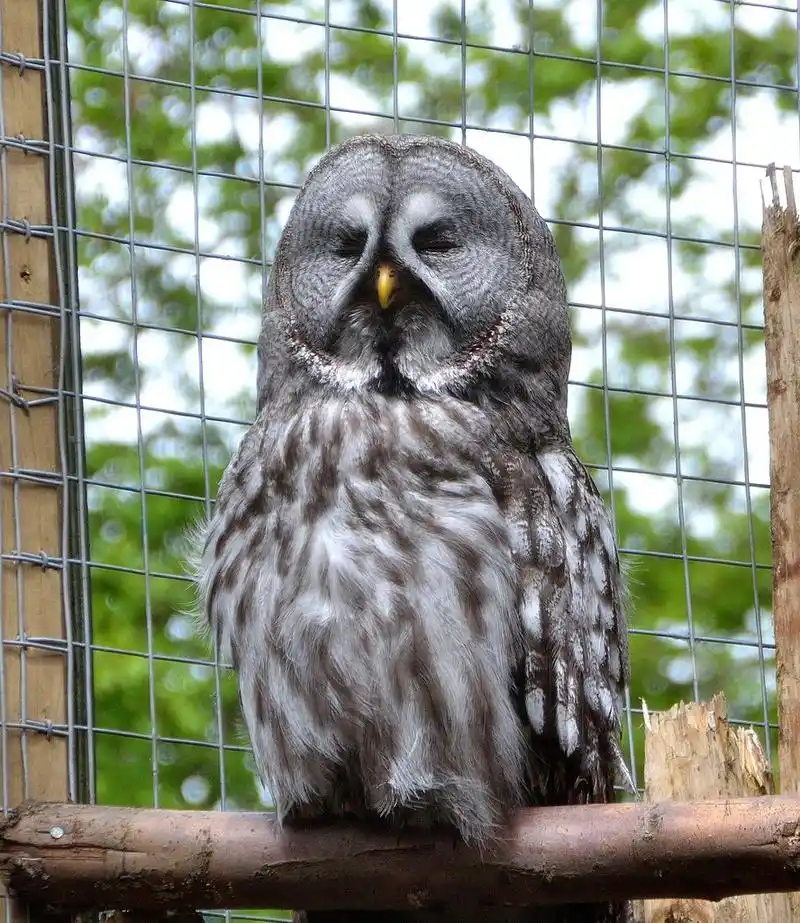 谷仓猫头鹰,谷仓猫头鹰睡觉