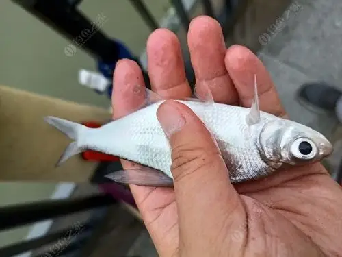 这种大眼睛的鳊鱼是不是长不大呀?