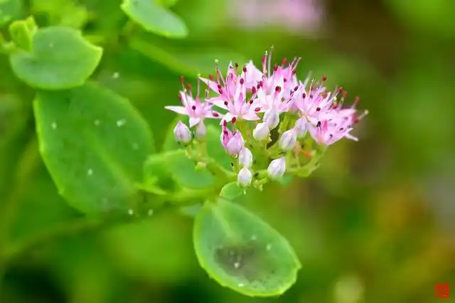 中药小知识分享景天草