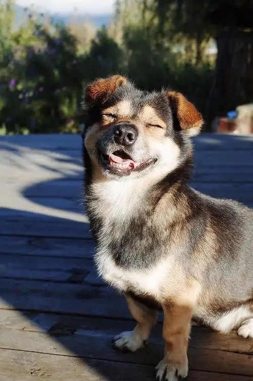 收集小动物的微笑