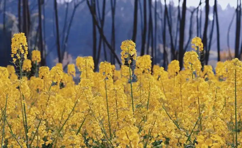 金灿灿的油菜花