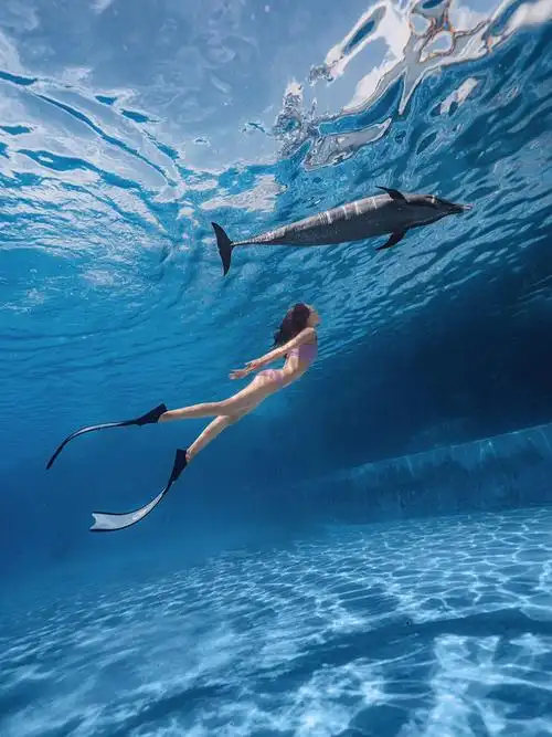 和海豚一起潜水,太浪漫唯美啦.