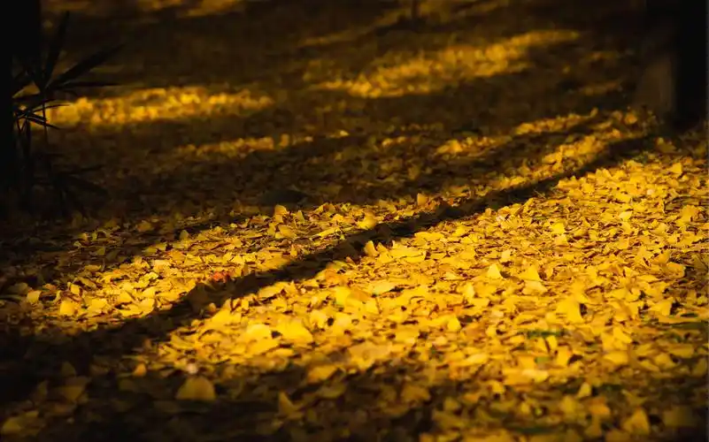 练习拍照,今天去了植物园,还是不敢怼陌生人拍啊,有跟我一样的小伙伴