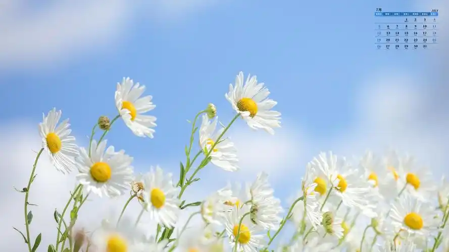2020年7月唯美清新花朵日历,月历壁纸-回车桌面