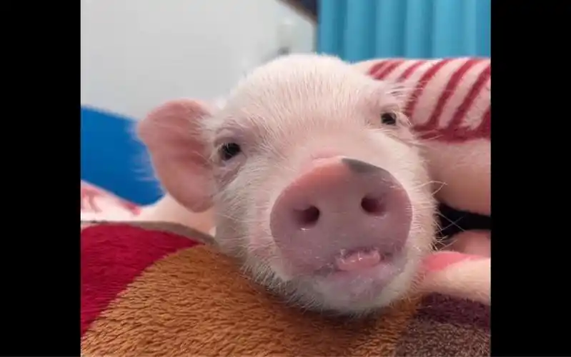猪猪又学会了一种新的卖萌招术—吐舌头.