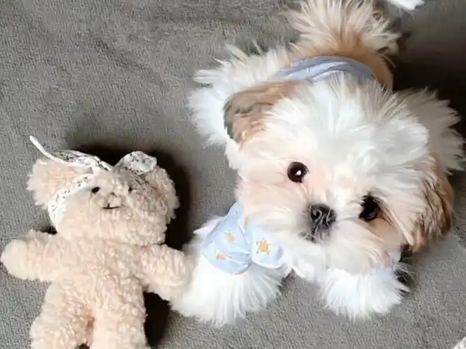 狗狗穿衣服好可爱啊!