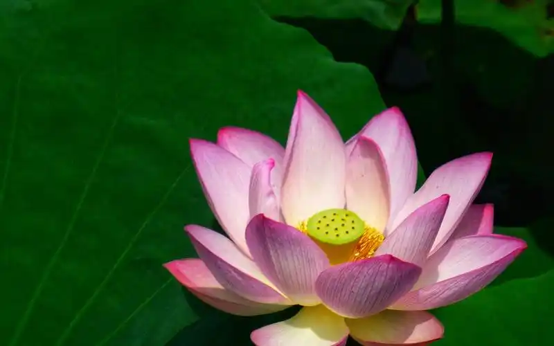 荷塘里鲜艳迷人的荷花