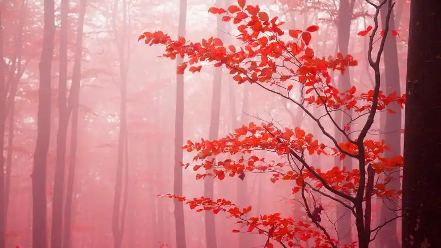 森林的色彩美景高清电脑壁纸美景色彩森林美景自然美景秀丽美景清新