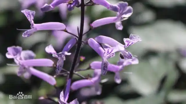 毛萼香茶菜的叶对生,卵状椭圆形或卵状披针形,先端渐尖,基部阔楔形或