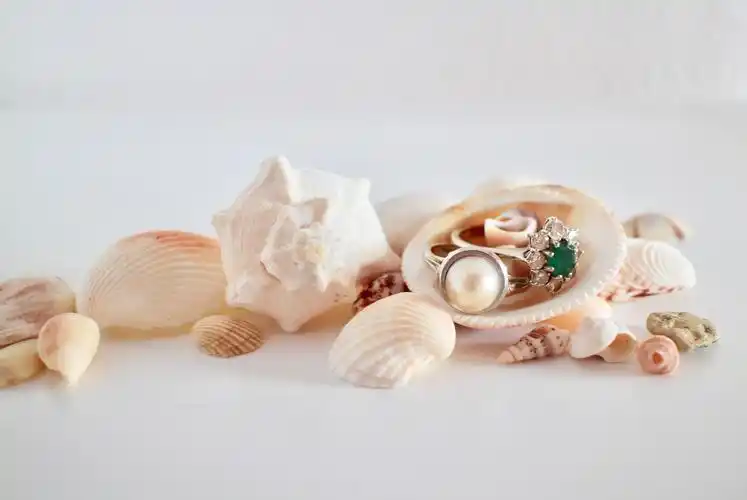 贝壳,海贝壳,海洋世界漂亮的贝壳图片 贝壳,海贝壳