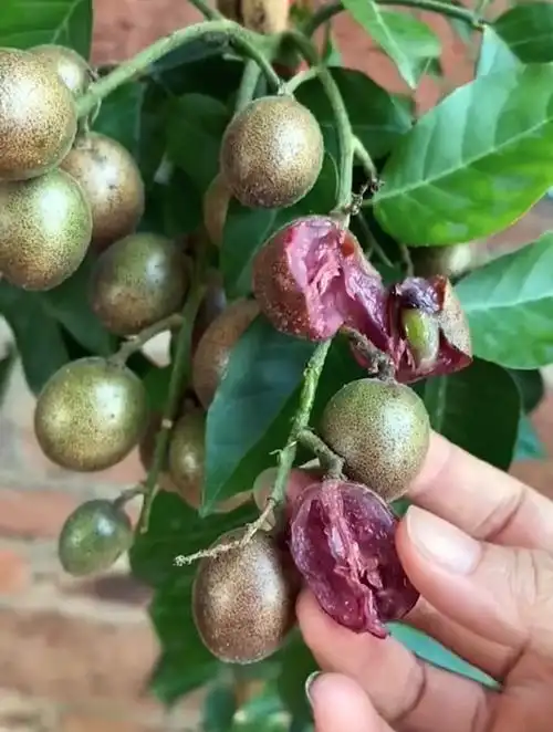 紫色的黄皮果你见过吗