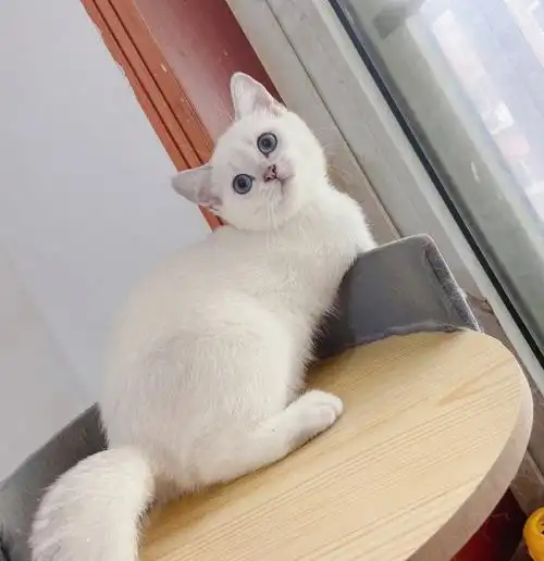 和妈妈像不像我家二妞的大宝贝#英短银点   #我的仙女猫