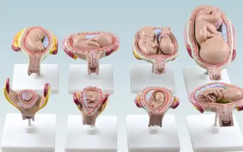 原创孕期胎儿到底怎么发育的9张图带您看懂发育全过程真不容易