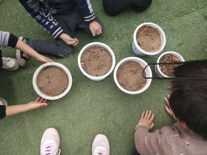 苏楼――2019五星乡中心幼儿园学前二班种植活动《奇妙的小种子》