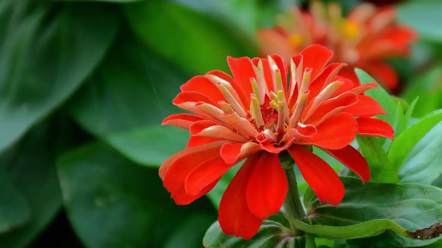 红色美丽清新花朵电脑壁纸下载