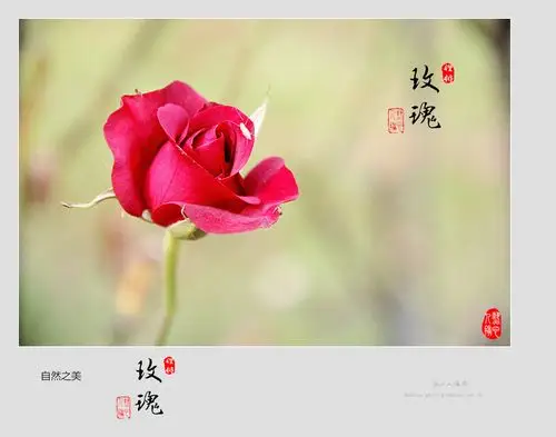 南半球盛开的铿锵玫瑰作文|南半球盛开的铿锵玫瑰作文900字