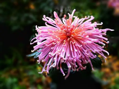 杭州植物园举办名贵菊花花卉展记!
