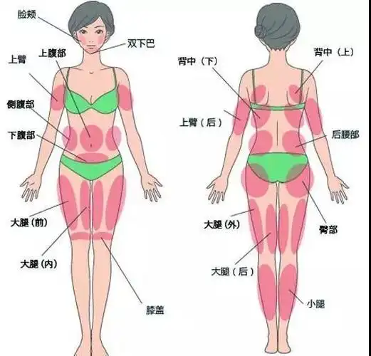 圣嘉荣李石院长 身体哪个部位的脂肪存活率高?