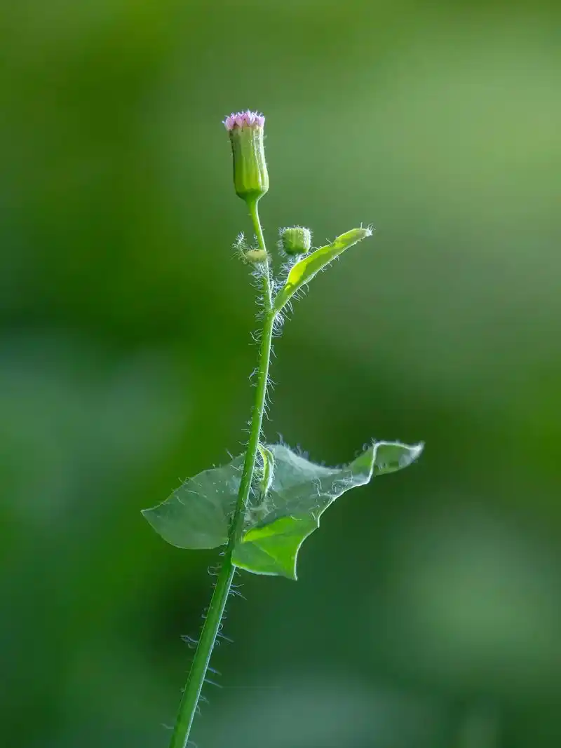 一丛中药草本——一点红.