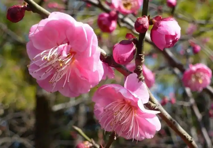 其它 世纪公园的梅花 写美篇品种:江梅 〔朵儿亮丽苞儿羞〕 〔争艳