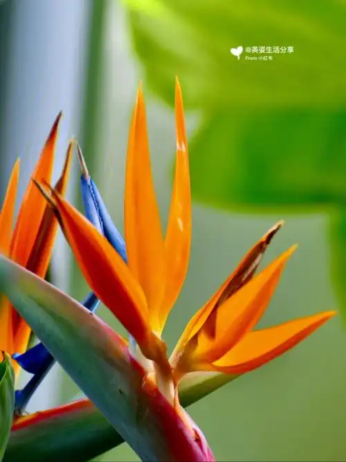 花如鸟,鸟如花,天堂鸟的的色泽艳丽明亮,花语是很美好的,象征着自由