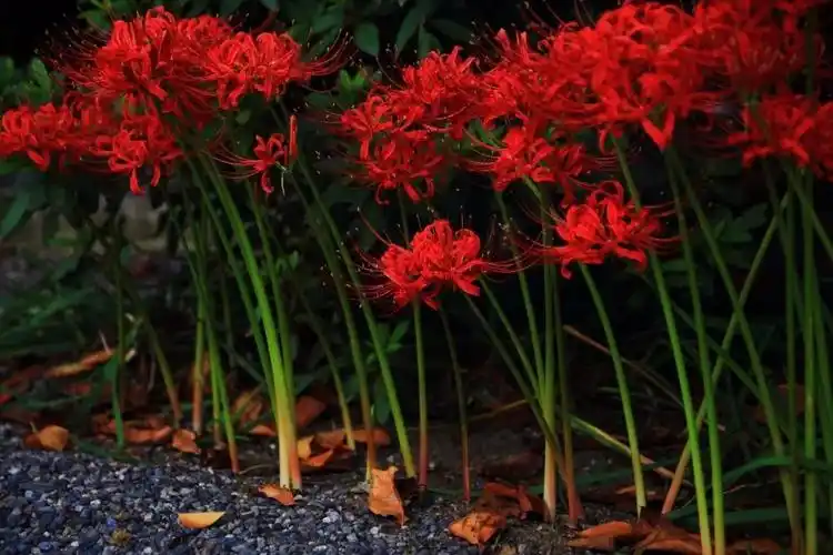 妖艳的花海刷爆了朋友圈!
