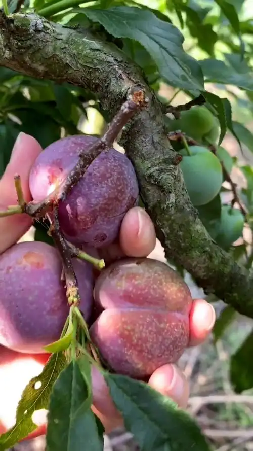 紫皮红心李子