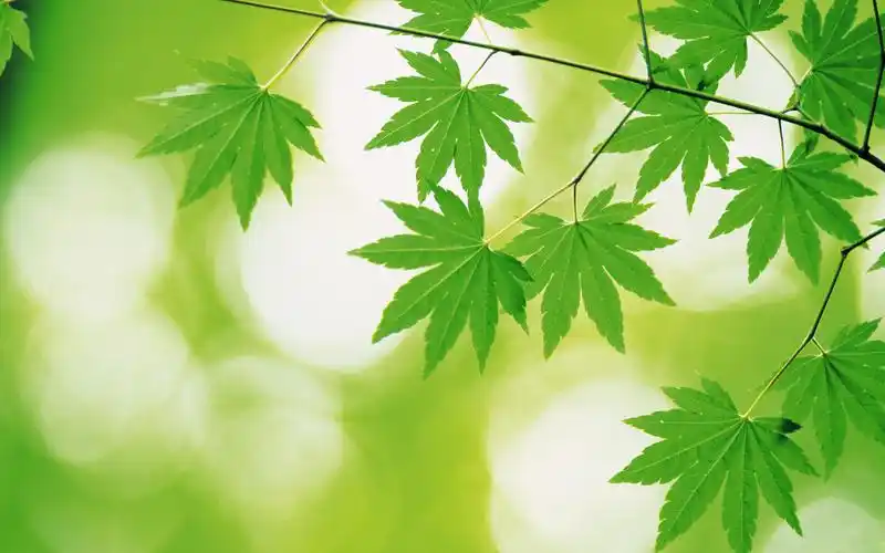 高清绿色清爽叶子电脑桌面壁纸
