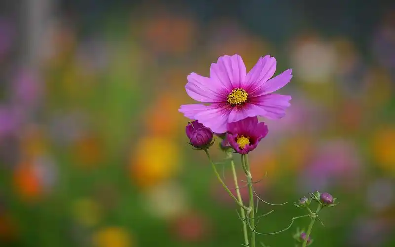 唯美波斯菊风景图片桌面壁纸
