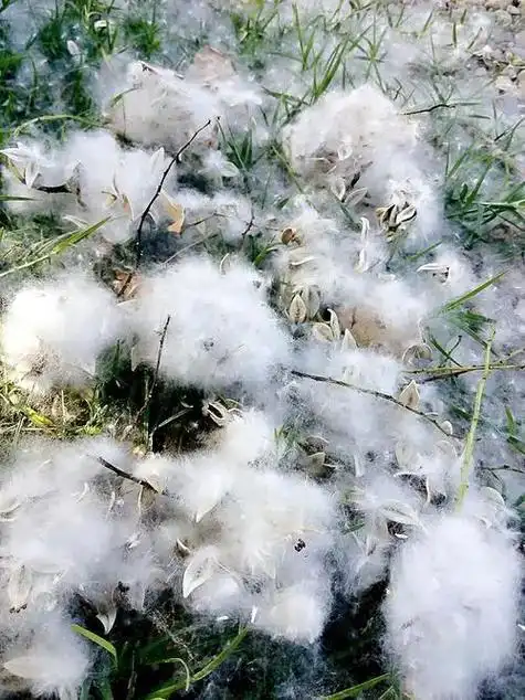 杨絮与柳絮有何区别?如何处理这些问题!