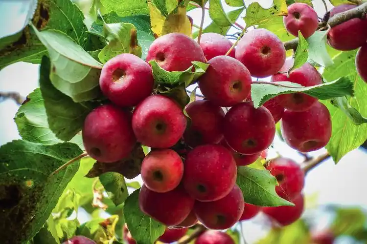 百年的海棠树结出丰硕果实