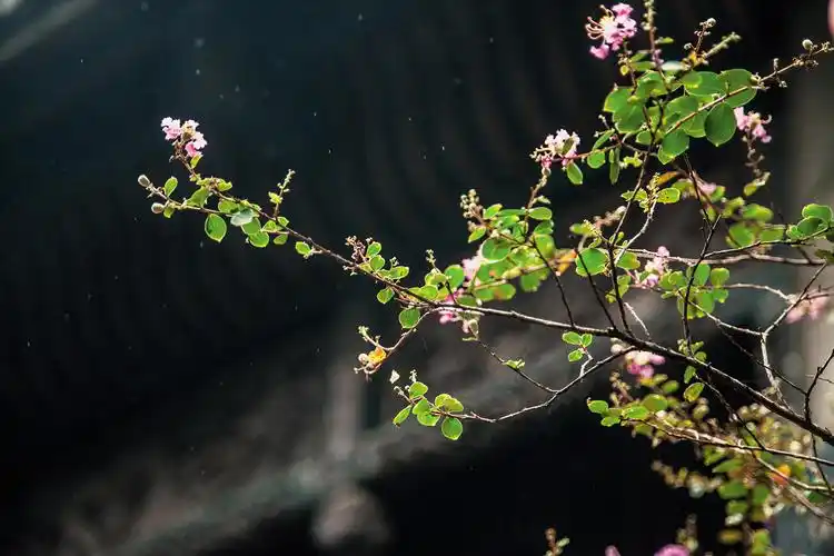 五一到重庆玩有哪些小众好玩的地方