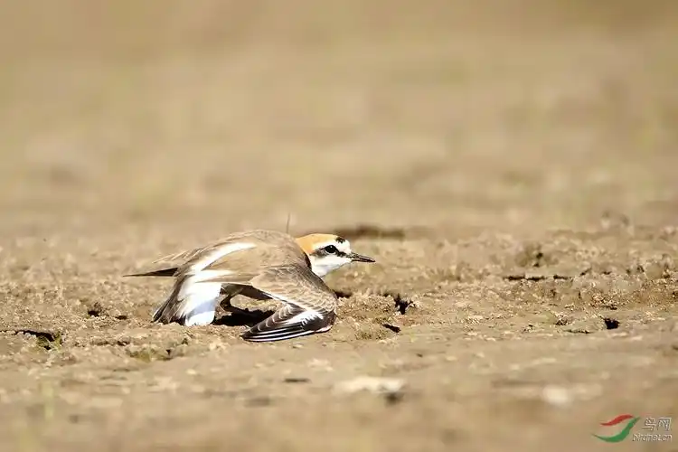 低姿匍匐前进——环颈鸻