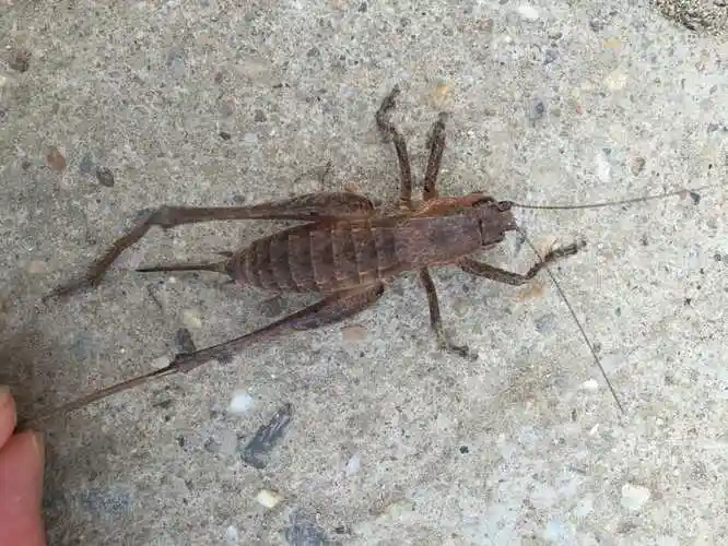 灶马蟋怎么消灭