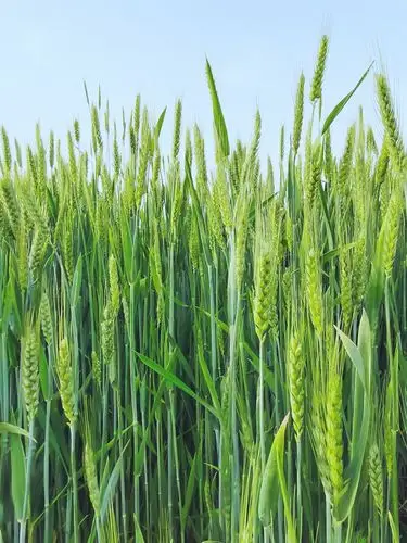 麦苗