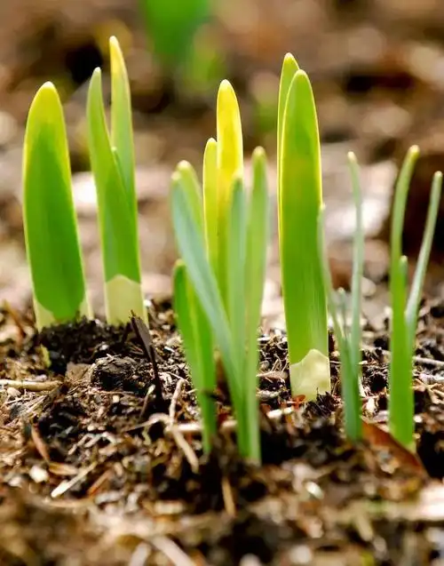 大荔县卡酷七色光幼儿园春游主题活动――"亲近自然,拥抱春天"