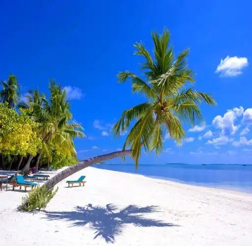 极惠家 大海背景布 大海沙滩蓝天白云海边椰树风景主播拍视频段子直播