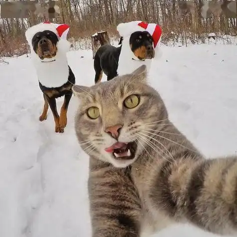 微信逗比搞笑头像猫 - 搜狗图片搜索