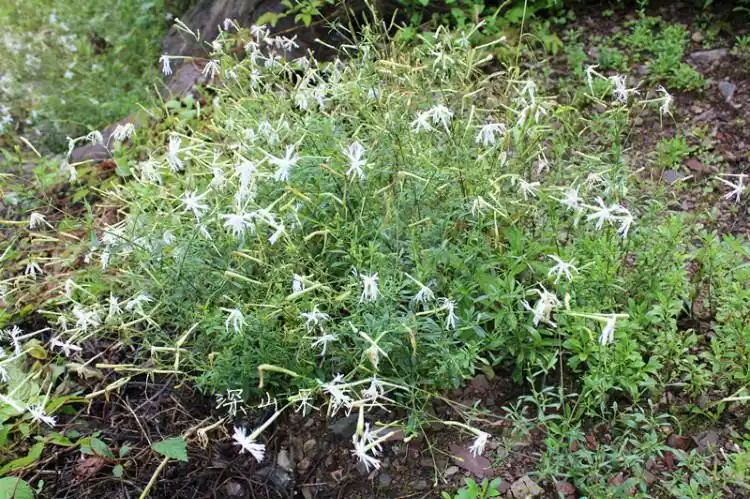 野蚊子草 (32)_副本