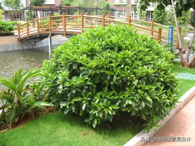 常见灌木(35种常见的球类灌木植物)_好房365