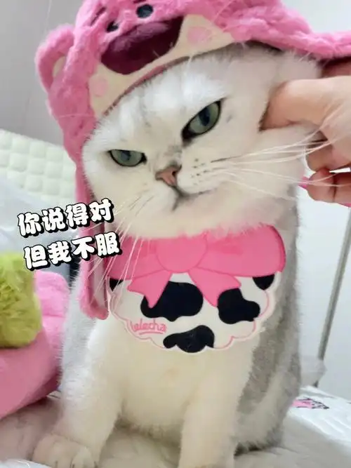 她总是表情很拽诶9797#猫咪日常  #银渐层  #表情包