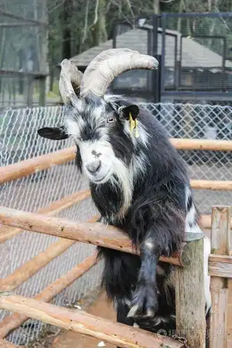 老山羊在栅栏上