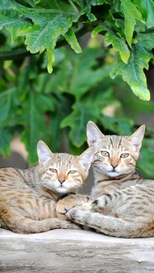两只猫休息,绿叶