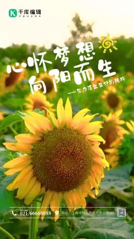 向日葵花海摄影图海报 向日葵 努力 励志 早安 加油 文艺问候