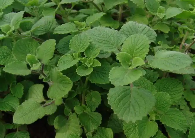 香茶菜的功效与作用