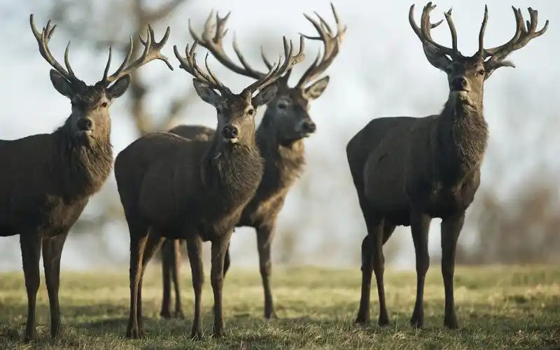 自然动物鹿雄鹿animalsdeerstagsnature壁纸图片