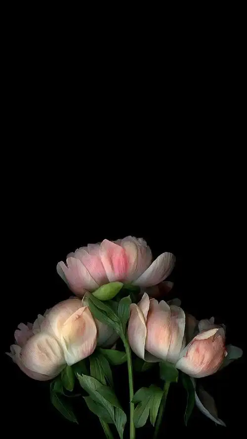 iphone高清壁纸 24k纯黑花系花物语