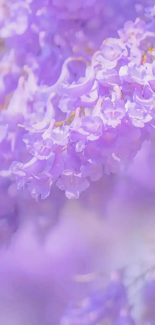 壁纸浪漫紫色系蓝楹花合集