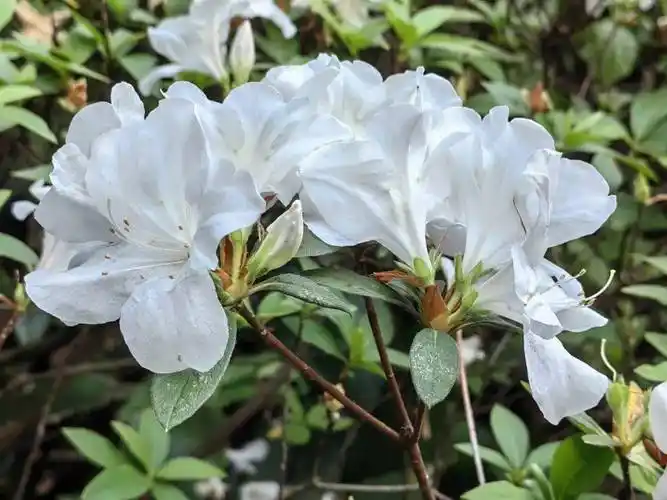 绿色越秀 | 刷屏预备!兰圃的杜鹃花开好了_锦绣_桥身_栽培